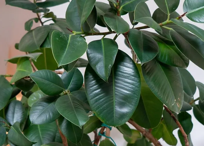 Casa Mimosa A 2 Passi Dal Mare Con Garage Апартаменты *